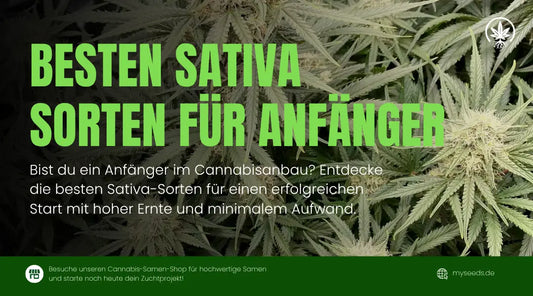 Sativa Sorten für Anfänger: 5 passende Genetiken im Vergleich