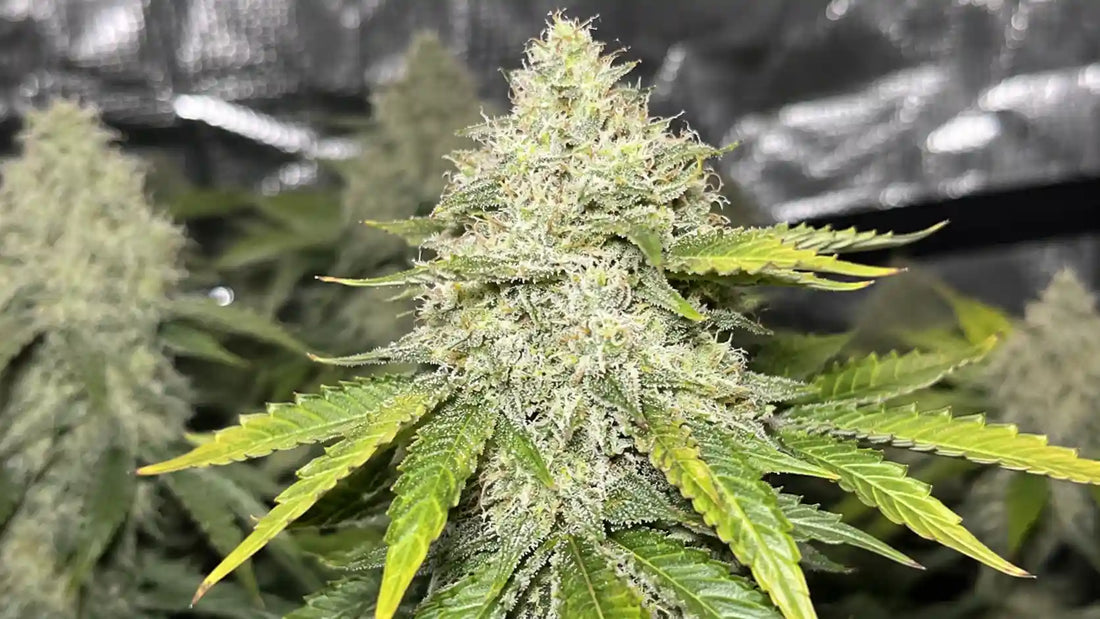 Blue Dream mit großer, stark bereifter Hauptblüte, hellen Blütenfäden und gelbgrünen Blättern