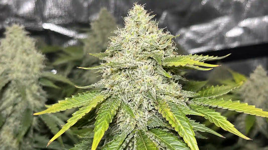 Blue Dream mit großer, stark bereifter Hauptblüte, hellen Blütenfäden und gelbgrünen Blättern