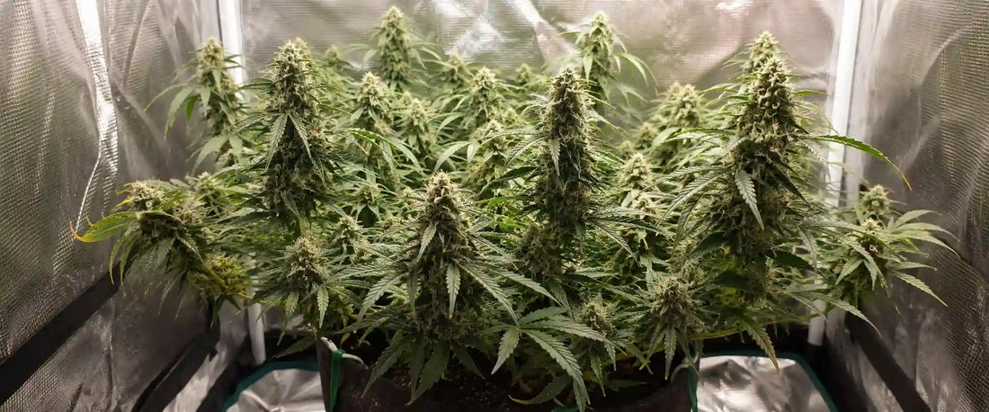 Bruce Banner Auto mit vielen dichten, harzigen Blüten und kräftigen grünen Blättern