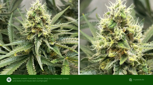 Bruce Banner Auto Blütezeit Guide