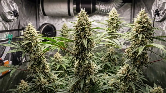 Bruce Banner Auto Cannabispflanzen mit dichten, harzigen Hauptcolas während der Blütephase im Indoor Grow