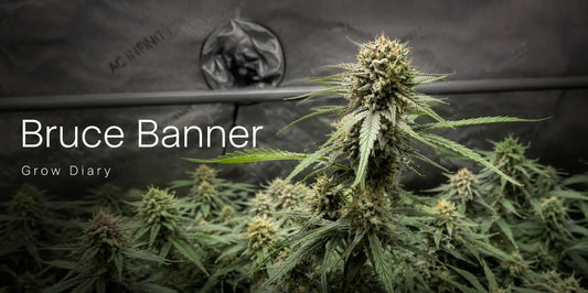 Bruce Banner Auto Grow Diary mit harziger Hauptblüte und mehreren reifen Buds