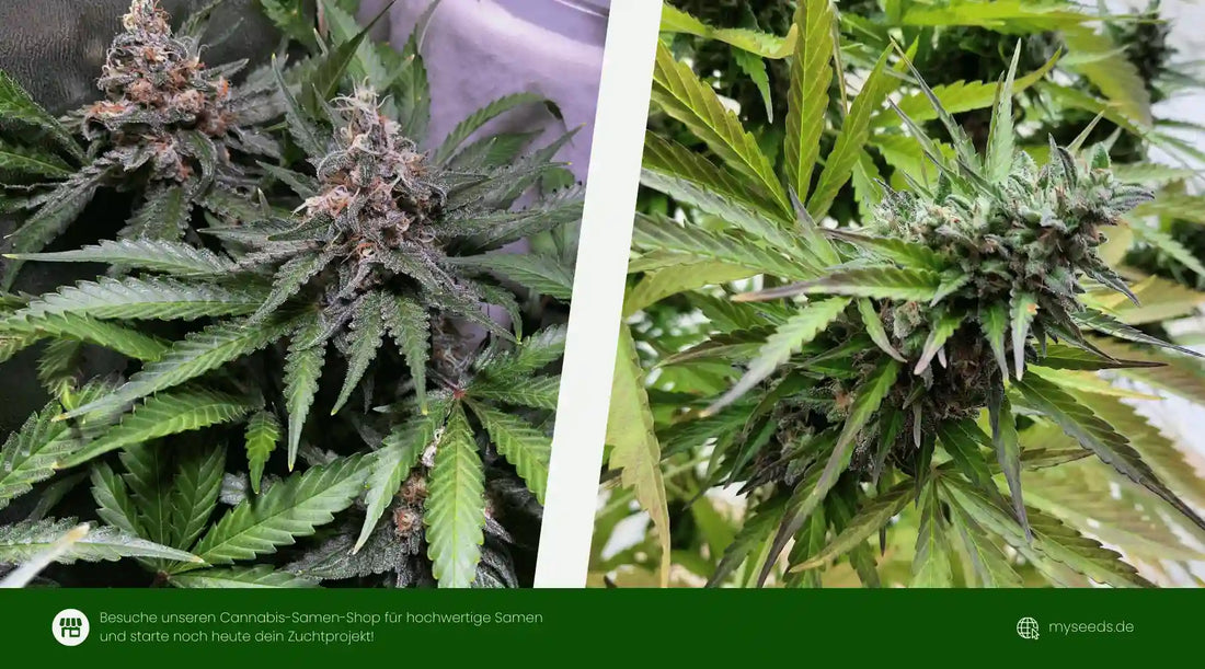 bruce banner auto Vergleich indoor und outdoor mit kompakten harzigen Blüten