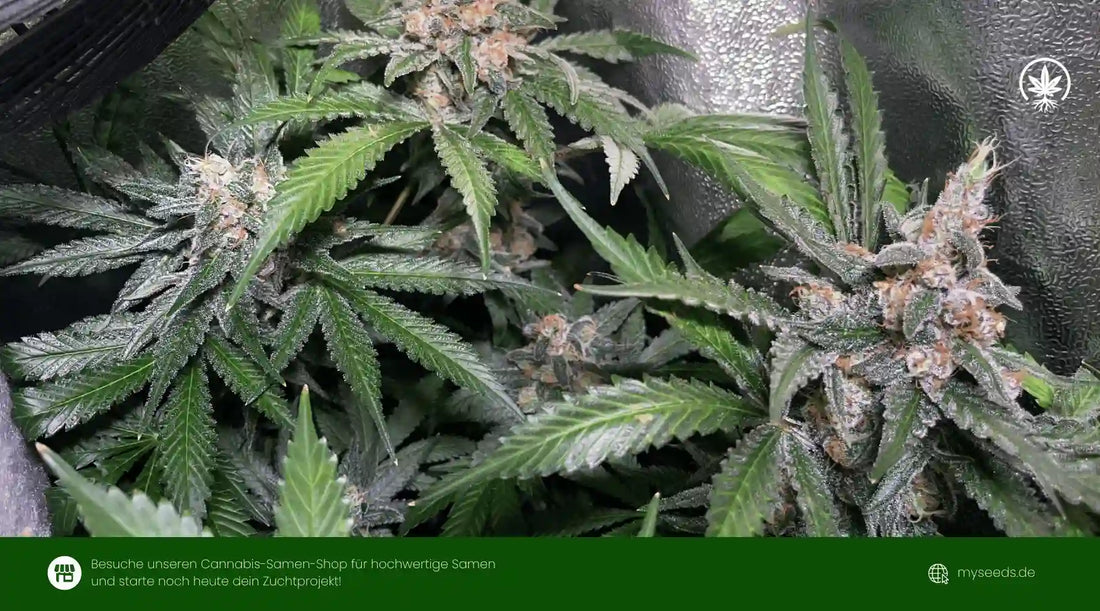 bruce banner auto mit stark bereiften, kompakten Blüten und dichten Trichomen in der Blütephase