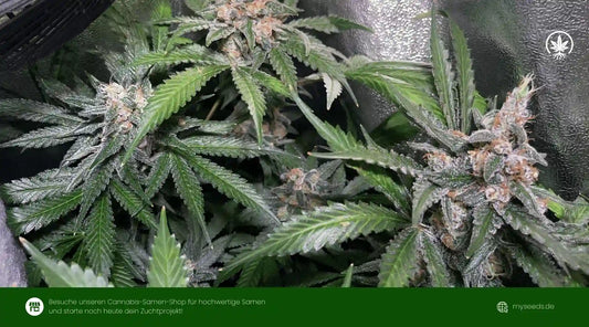 bruce banner auto mit stark bereiften, kompakten Blüten und dichten Trichomen in der Blütephase