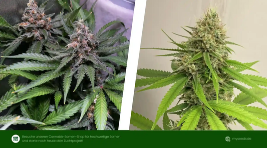 Bruce Banner Auto vs Gorilla Glue Auto Cannabispflanzen mit dichten, harzigen Buds im direkten Vergleich