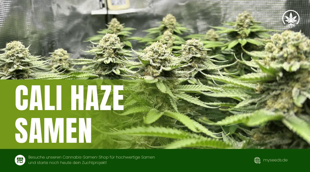 Cali Haze Cannabispflanzen mit langen, harzigen Blüten und typischer sativa-dominanter Struktur im Indoor-Grow
