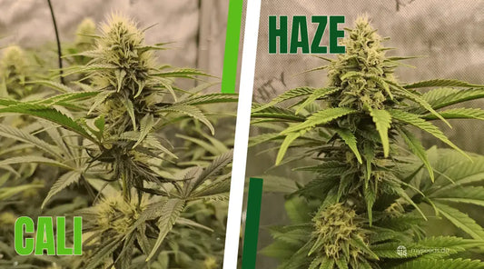 Cali oder Haze Vergleich zweier Pflanzen mit dichten Blüten und unterschiedlichen Wuchsformen