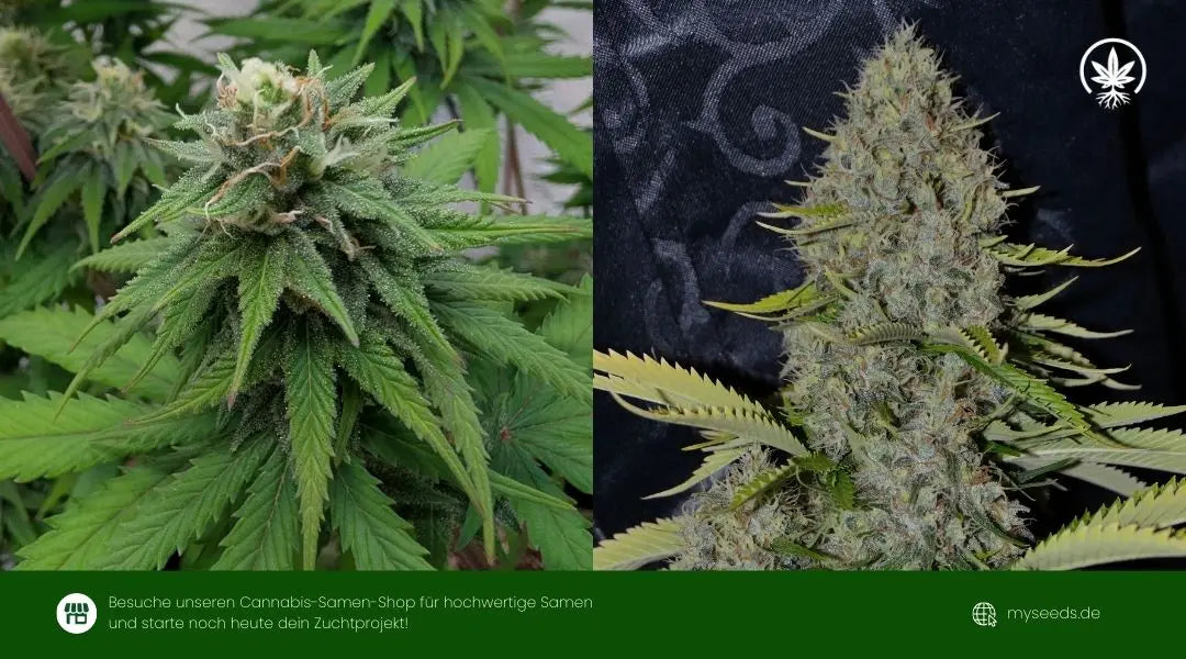 Kompakte cali weed Hauptblüte mit dichter Harzschicht und kräftigen Zuckerblättern