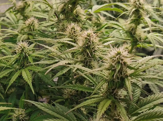 Top Cali Samen Automatic Deutschland 2026