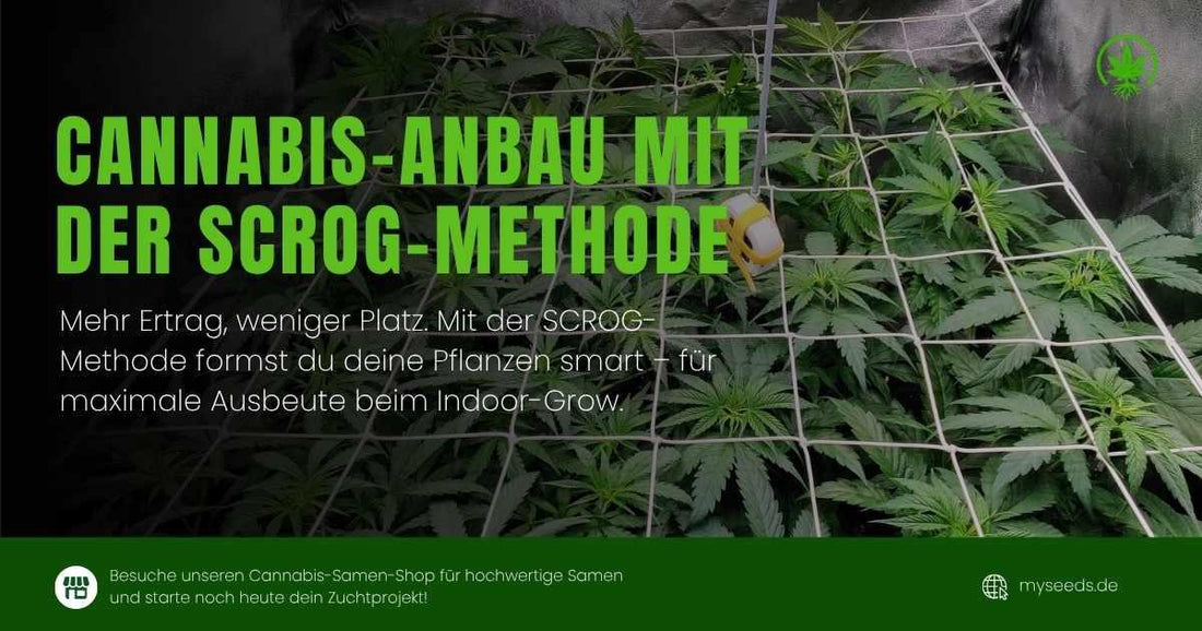 Cannabis-Anbau mit SCROG-Technik – ausgefülltes Netz mit gesundem Pflanzenwuchs im Indoor-Grow-Zelt.