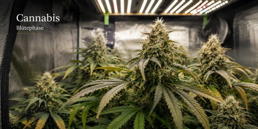 Cannabis Blütephase mit dichten, reifen Blüten unter einer LED-Growlampe
