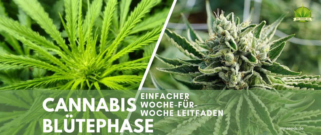 Anfängerleitfaden zur Cannabis Blüte Woche für Woche