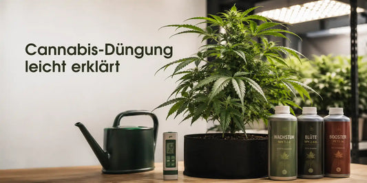 Cannabis-Düngung leicht erklärt mit Pflanze, pH-Meter und Düngerflaschen für Wachstum und Blüte