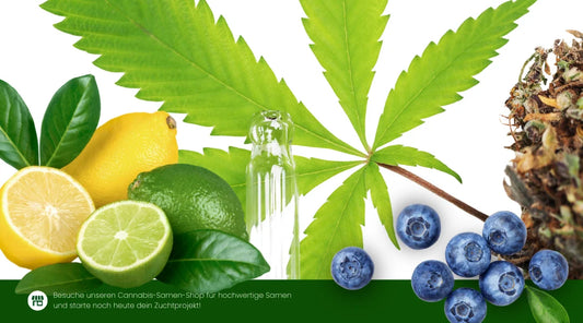 Cannabis fruchtig Terpene mit Zitronen, Limetten, Blaubeeren und frischem Hanfblatt