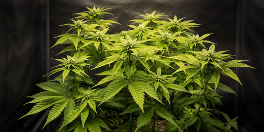 Cannabis indoor anbauen: Mehrere Pflanzen in früher Blüte mit frischen Blütenansätzen und grünen Blättern.