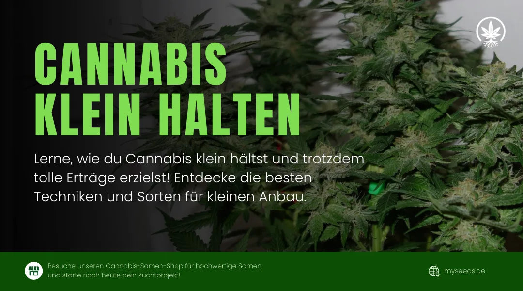 Cannabis Klein Halten: Tipps für Kompakte Pflanzen im Anbau