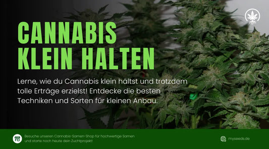 Cannabis Klein Halten: Tipps für Kompakte Pflanzen im Anbau