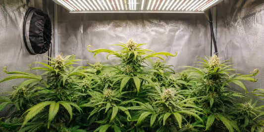 Cannabis Lichtstress mit aufgerollten Blättern und Blüten im mittleren Stadium unter starker LED