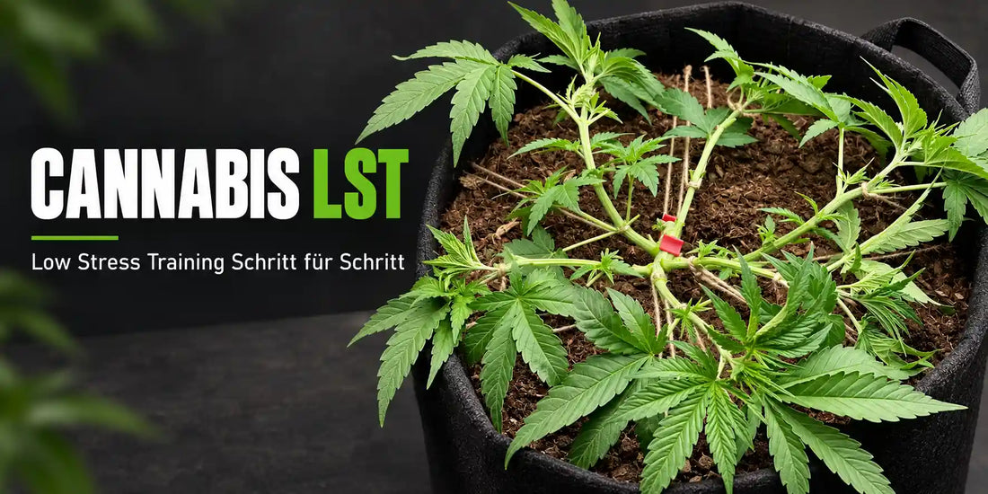 Cannabis LST mit heruntergebundenen Trieben im Stofftopf und gleichmäßig verteilten Wachstumsspitzen