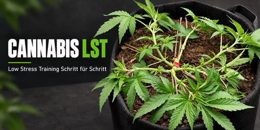 Cannabis LST mit heruntergebundenen Trieben im Stofftopf und gleichmäßig verteilten Wachstumsspitzen
