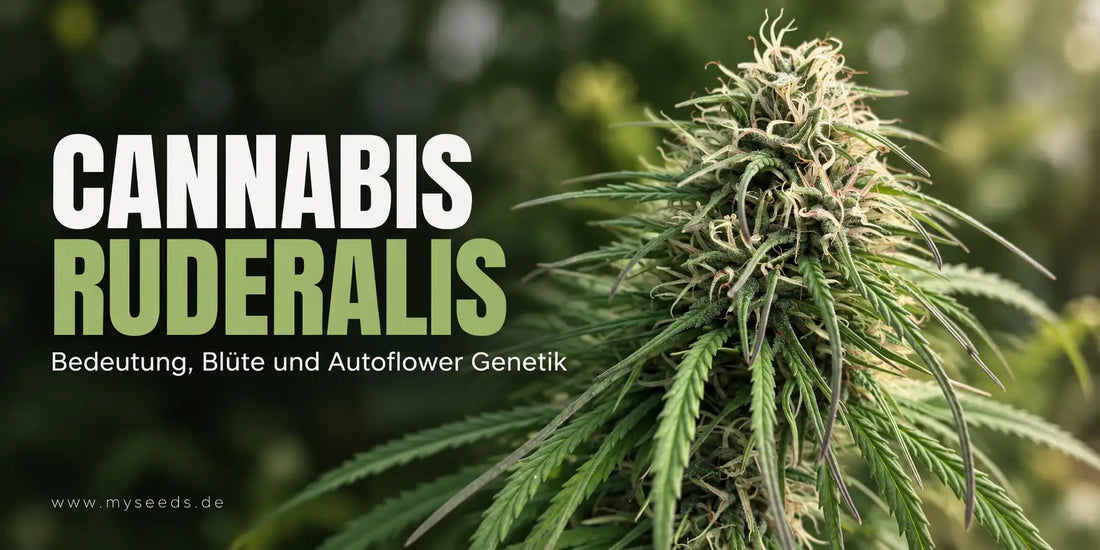 Die besten Cannabis Ruderalis im Überblick: Titelgrafik mit blühender Pflanze und Hinweis auf Autoflower-Genetik.