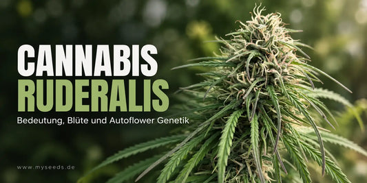 Die besten Cannabis Ruderalis im Überblick: Titelgrafik mit blühender Pflanze und Hinweis auf Autoflower-Genetik.
