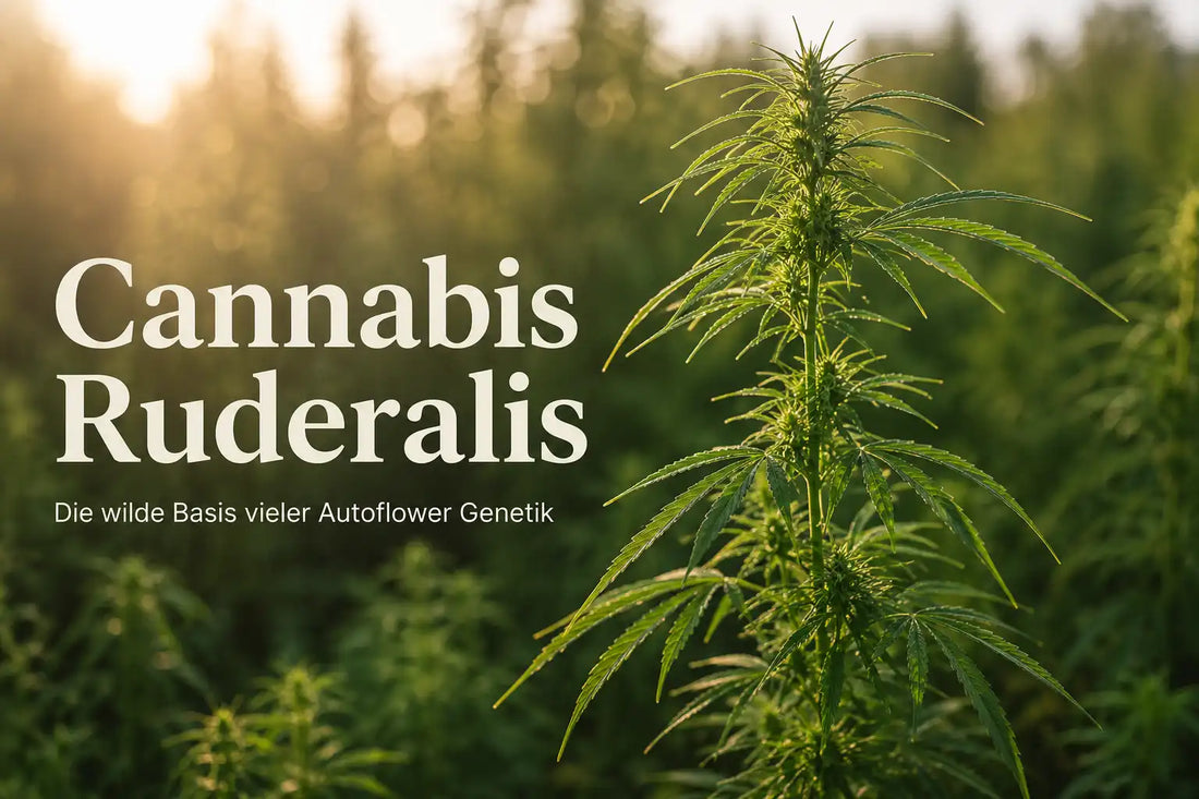 Cannabis Ruderalis Titelgrafik mit schlanker Pflanze und Hinweis auf Autoflower Genetik