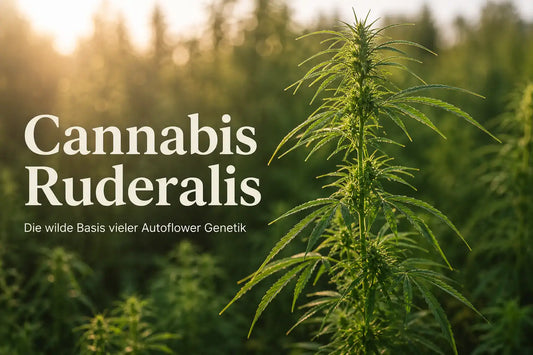 Cannabis Ruderalis Titelgrafik mit schlanker Pflanze und Hinweis auf Autoflower Genetik