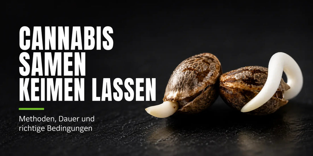 Cannabis Samen keimen lassen: Zwei geöffnete Samen mit langen weißen Keimwurzeln neben erklärendem Titel.