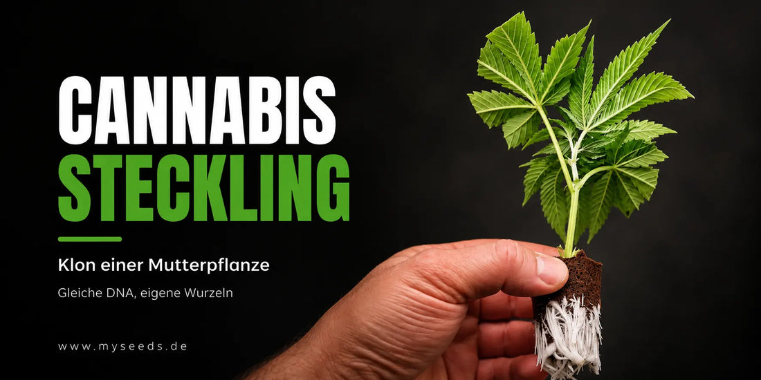 Cannabis Stecklinge erklärt mit bewurzeltem Klon einer Mutterpflanze und sichtbarer Wurzelbildung.