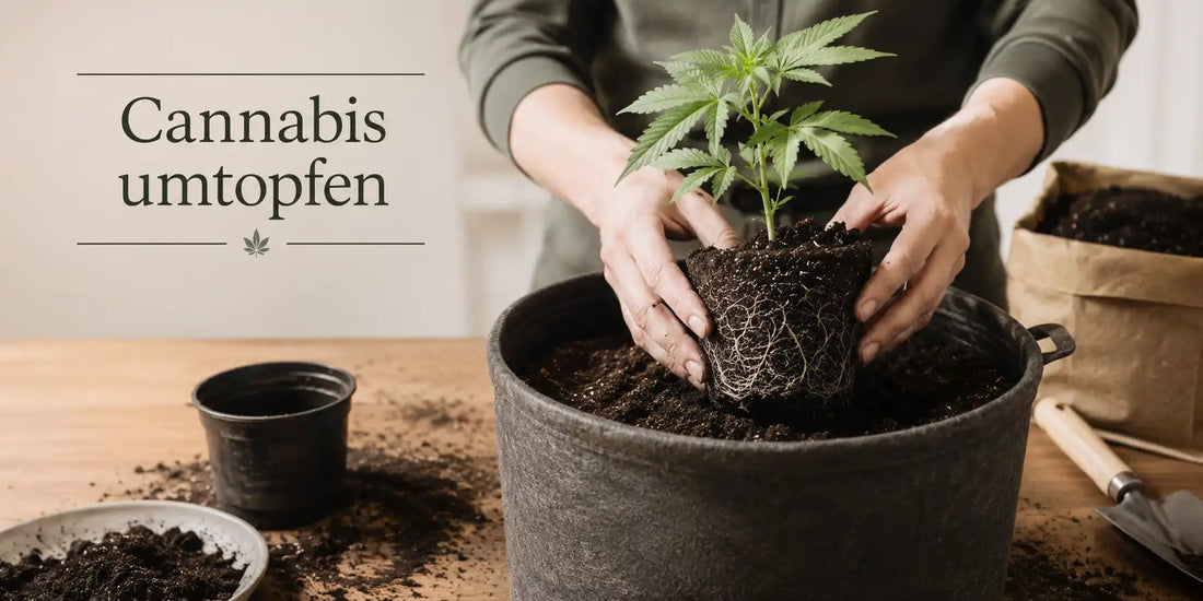 Cannabis umtopfen: junge Pflanze mit Wurzelballen wird in größeren Topf gesetzt