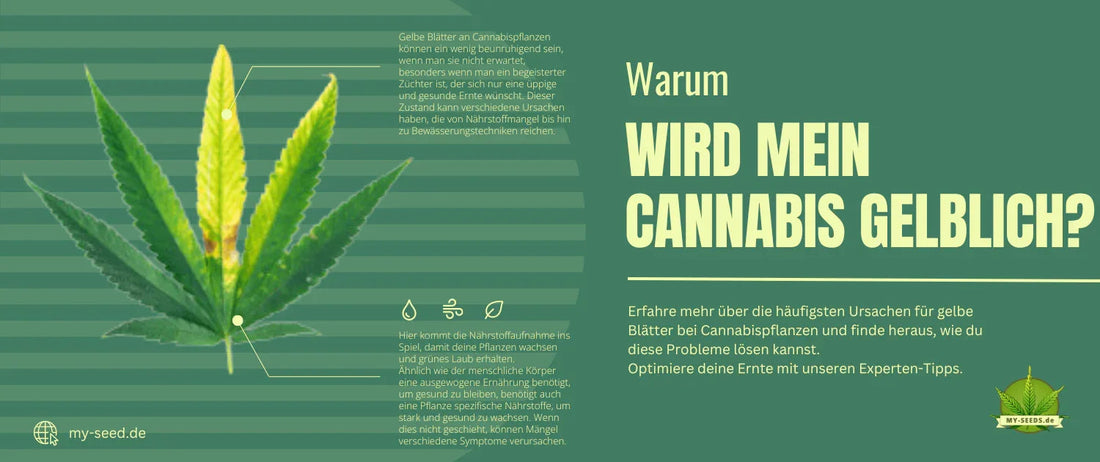 Warum färben sich meine Cannabis Blätter gelblich?