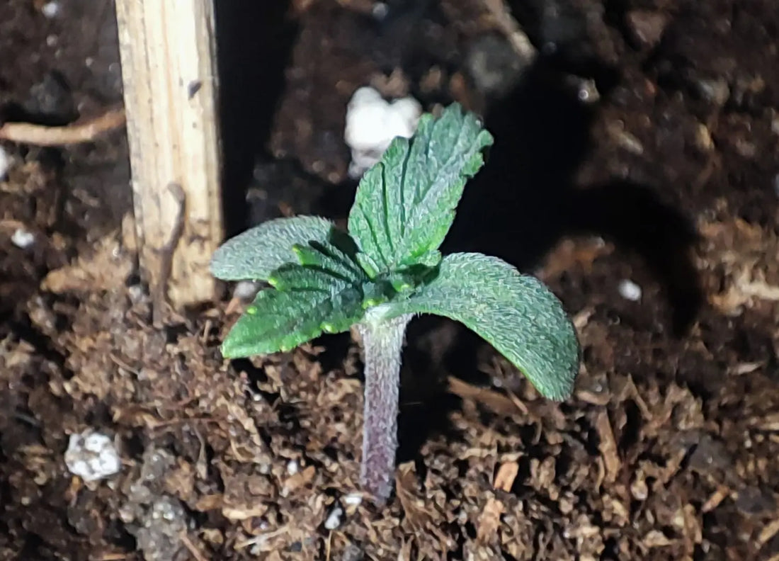 Cannabissamen keimen und zeigen jungen Keimling mit Keimblättern in Erde