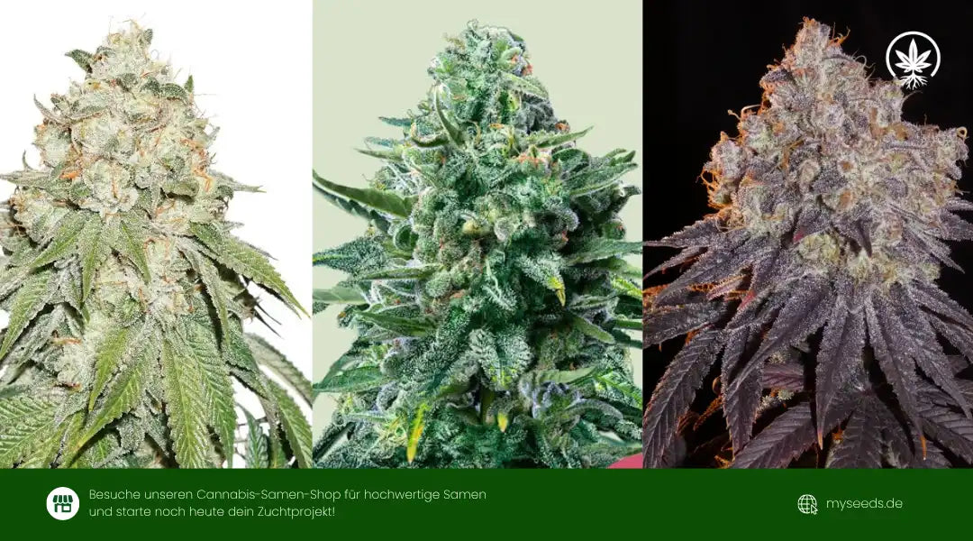 Drei dichte Cannabissorten-fur-Depressionen mit harzigen Buds und leuchtenden Farben in verschiedenen Phänotypen.