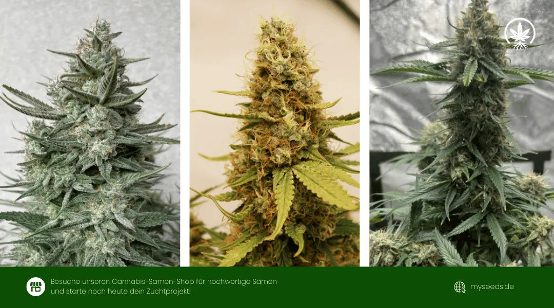 TOP 10 Cannabis mit niedrigem THC-Gehalt
