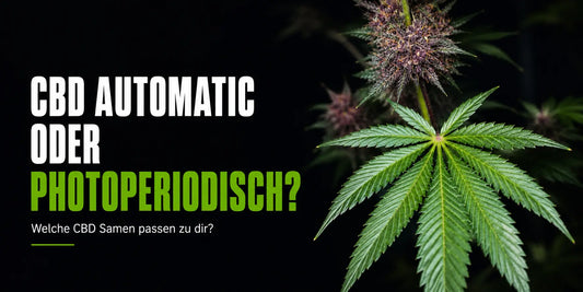 CBD Automatic oder photoperiodisch: Cannabisblatt mit violetter Blüte und Hinweis zur passenden Variante.