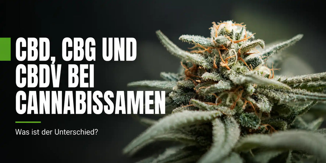 CBD, CBG und CBDV bei Cannabissamen: Nahaufnahme einer harzigen Blüte mit orangefarbenen Blütenfäden.