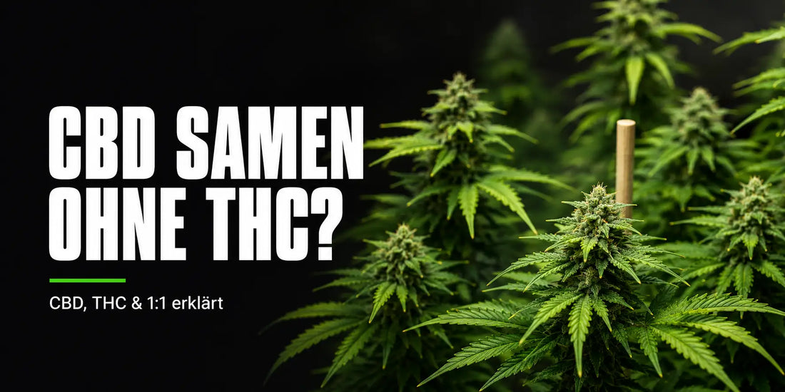 Samen ohne THC: Blühende Cannabispflanze mit dichten, trichomreichen Buds und gelbgrünen Blättern.