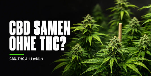Samen ohne THC: Blühende Cannabispflanze mit dichten, trichomreichen Buds und gelbgrünen Blättern.