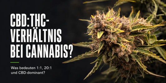 CBD:THC Verhältnis erklärt: Harzige Cannabisblüte neben Hinweisen zu 1:1, 20:1 und CBD-dominant.