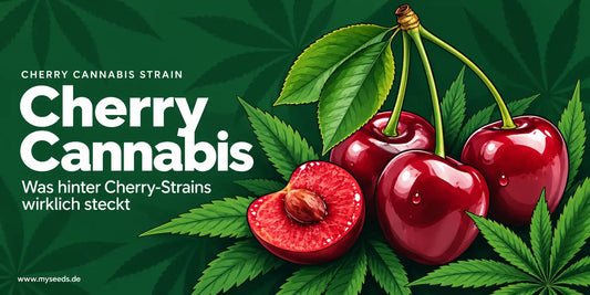 Cherry Cannabis mit roten Kirschen und Cannabisblättern als Illustration zu Cherry-Strains