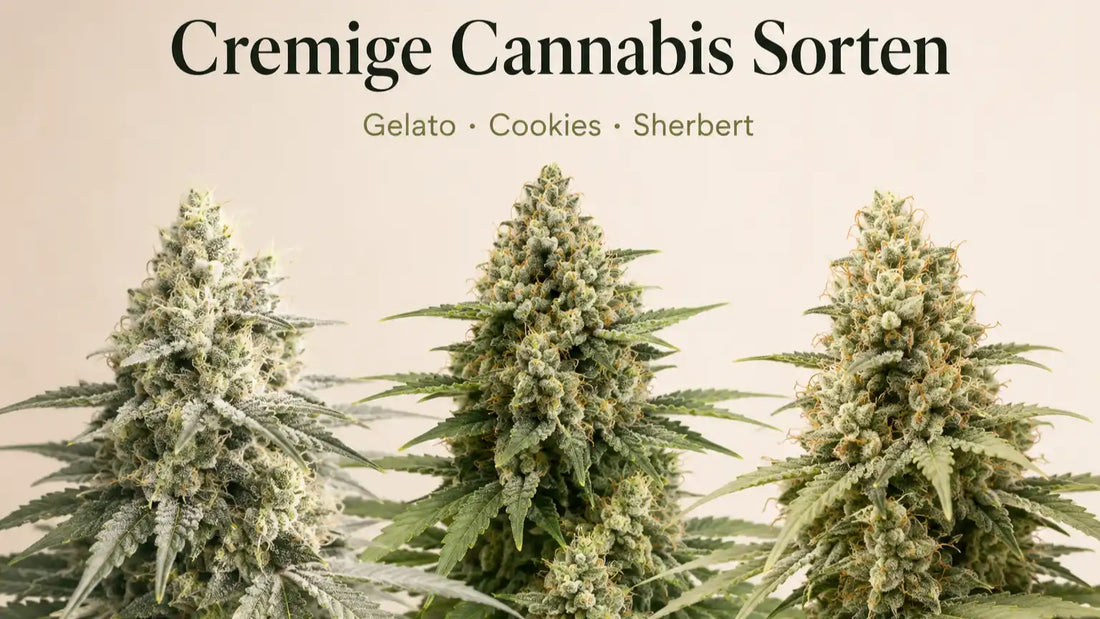 Cremige Cannabis Sorten mit Gelato, Cookies und Sherbet Cannabisblüten in Nahaufnahme