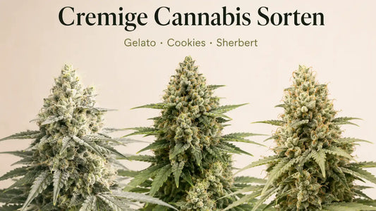 Cremige Cannabis Sorten mit Gelato, Cookies und Sherbet Cannabisblüten in Nahaufnahme