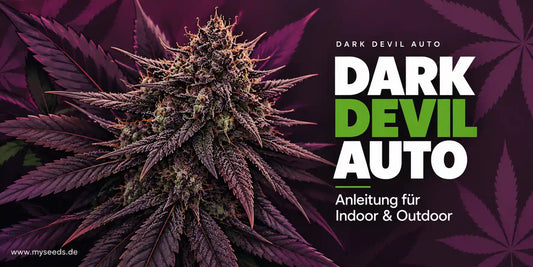Dark Devil Auto Grafik mit violetter Blüte und Hinweis auf eine Anleitung für Indoor und Outdoor.