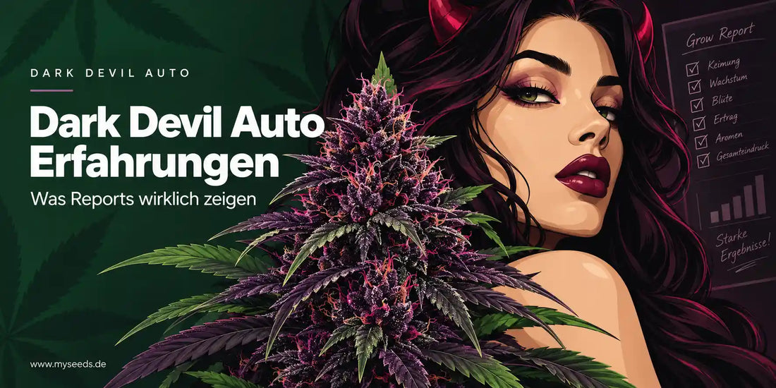 Dark Devil Auto Editorial-Grafik mit violetter Blüte, Teufelsfigur und Titel zu Grow-Erfahrungen