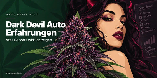 Dark Devil Auto Editorial-Grafik mit violetter Blüte, Teufelsfigur und Titel zu Grow-Erfahrungen
