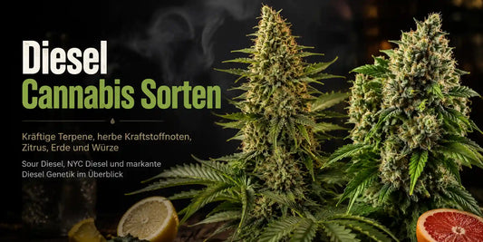 Diesel Cannabis Sorten mit zwei harzigen Blüten, Zitrusfrüchten und Aroma-Hinweisen