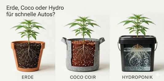 Visueller Vergleich der Wurzelsysteme in Erde, Coco oder Hydro für schnelle Autos in verschiedenen Töpfen